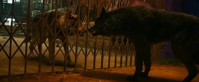 Download BhediyaWEB DL [Hindi DD5.1] Full Movie 480p [500MB] | 720p [1.5GB] | 1080p [3GB] | 60FPS [11GB] screenshot 6