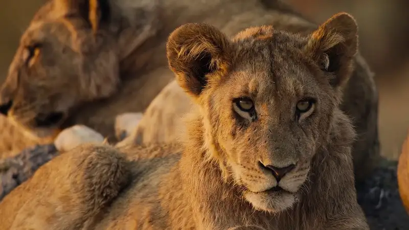 download predators - netflix original (2023) season 1 complete dual audio {hindi-english} 720p | 1080p web-dl