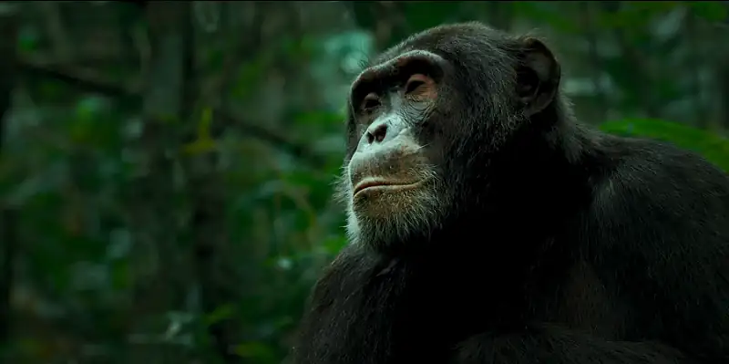 download chimp empire (2023) season 1 complete dual audio {hindi-english} netflix original web series 720p | 1080p web-dl download chimp empire (2023) season 1 complete dual audio {hindi-english} netflix original web series 720p | 1080p web-dl