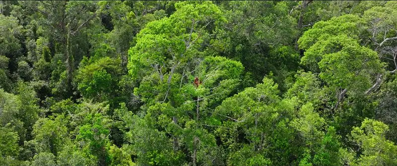 download secret lives of orangutans (2024) nf web-dl dual audio {hindi-english} 480p [270mb] | 720p [720mb] | 1080p [4.3gb]