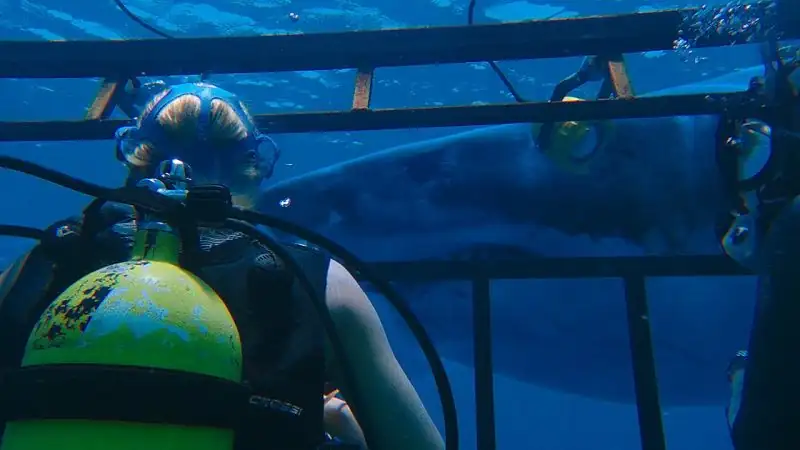 download 47 meters down (2017) extended-bluray dual audio {hindi-english} 480p [250mb] | 720p [1.1gb] | 1080p [2gb]