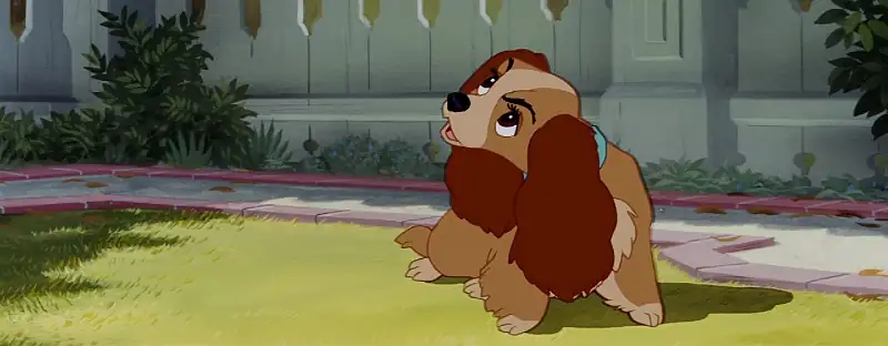 download lady and the tramp (1955) dual audio {hindi-english} 480p [300mb] | 720p [700mb] | 1080p [1.5gb]