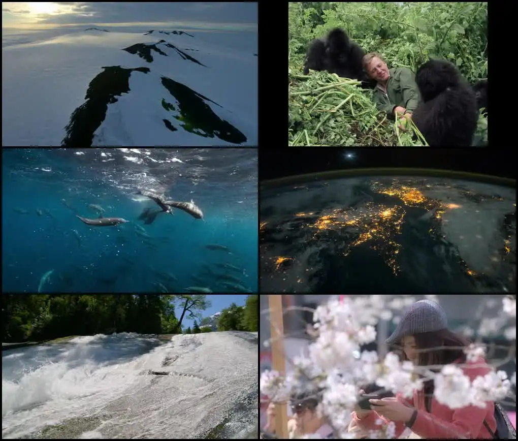 Download David Attenborough: A Life on Our PlanetWEB DL {English With Subtitles} Full Movie 480p [420MB] | 720p [800MB] | 1080p [1.2GB] screenshot 1