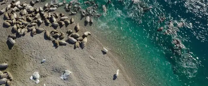 download polar bear (2022) {english with subtitles} 480p [250mb] | 720p [700mb] | 1080p [2.4gb]