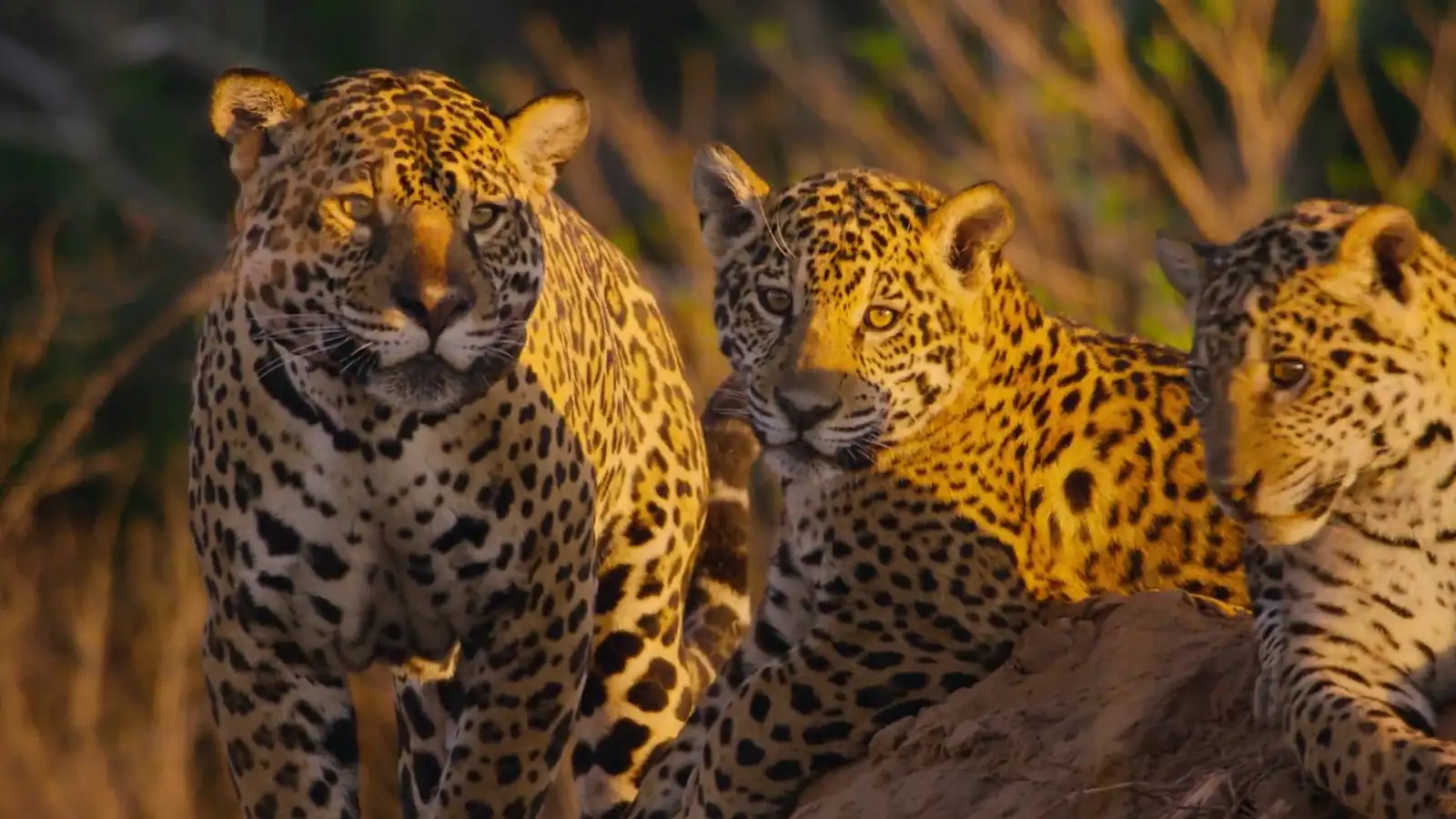 Download Our Living World (Season 1) Dual Audio {Hindi ORG. + English} 480p | 720p | 1080p screenshot 3