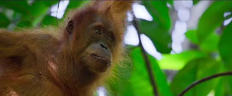 download secret lives of orangutans (2024) nf web-dl dual audio {hindi-english} 480p [270mb] | 720p [720mb] | 1080p [4.3gb]