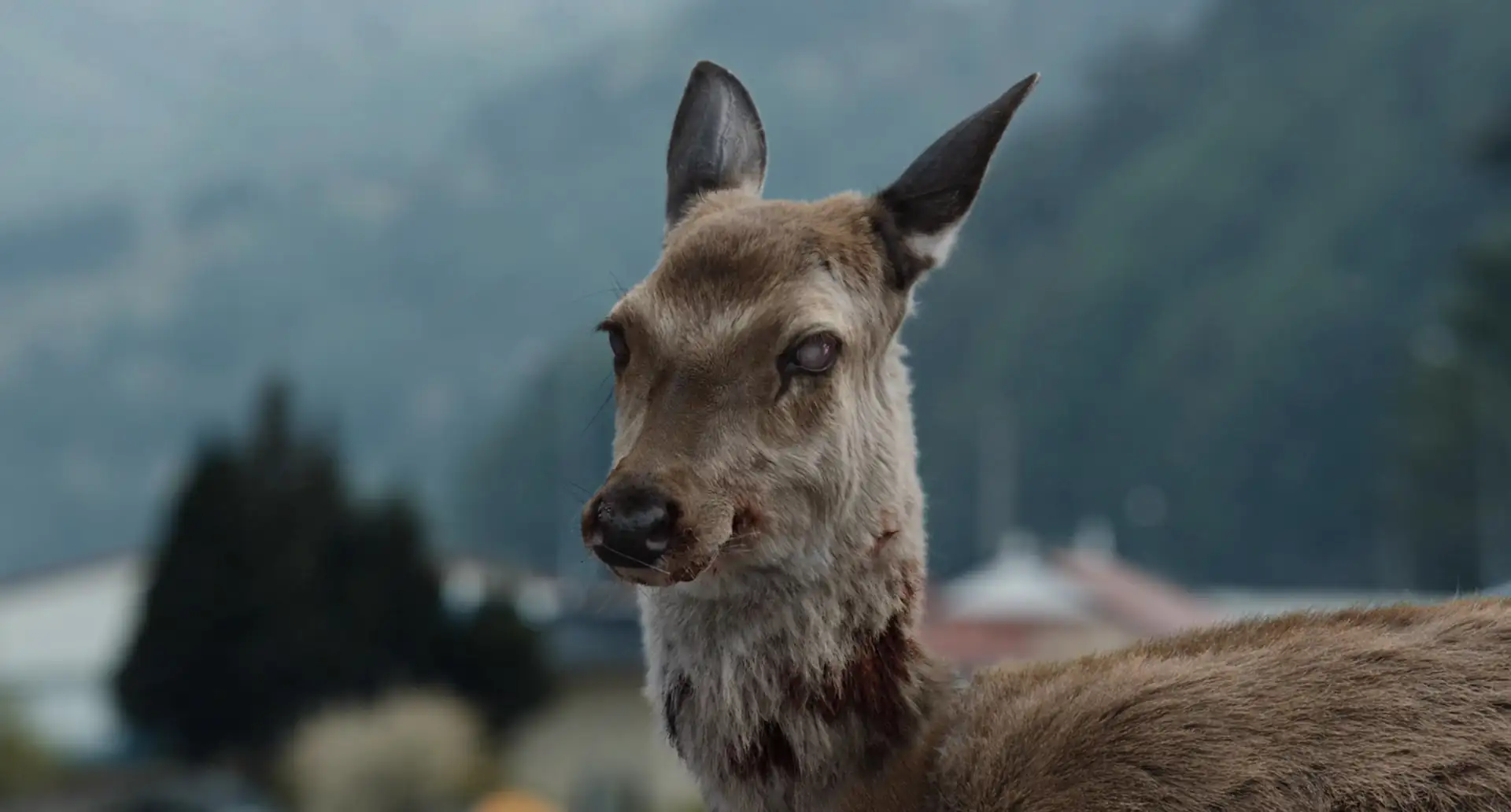 download train to busan (2016) dual audio {hindi-english} 480p [450mb] | 720p [1gb] | 1080p [2.5gb]