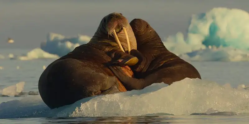 download our oceans (2024) season 1 netflix original - dual audio {hindi-english} web series 1080p & 720p web-dl