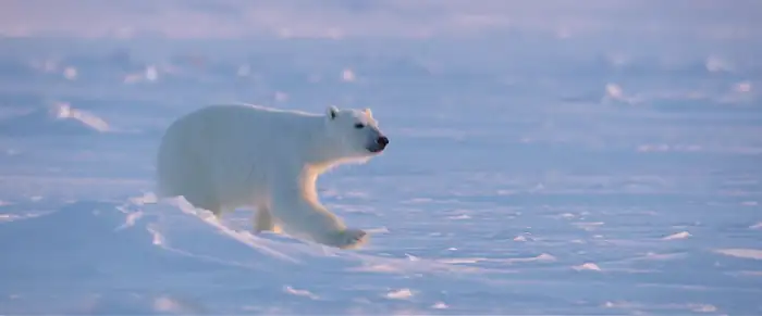 download polar bear (2022) {english with subtitles} 480p [250mb] | 720p [700mb] | 1080p [2.4gb]