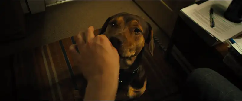 download a dog’s way home (2019) dual audio {hindi-english} 480p [350mb] | 720p [1gb] | 1080p [2.3gb]