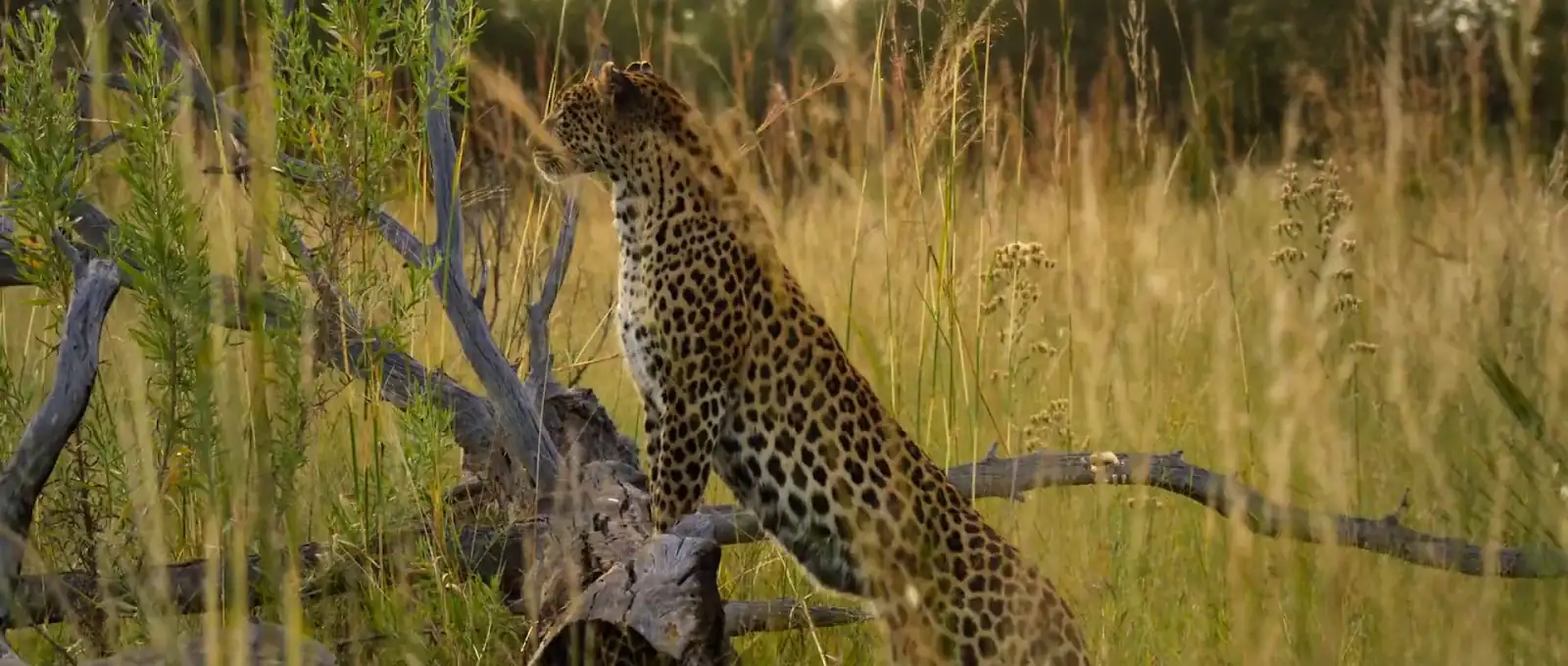 download living with leopards (2024) {english with subtitles} full movie web-dl 480p [200mb] | 720p [570mb] | 1080p [1.3gb]