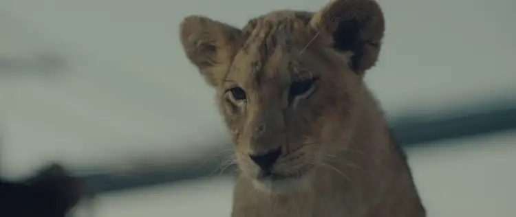 download king (2022) dual audio [hindi + english] web-dl 480p [320mb] | 720p [850mb] | 1080p [1.8gb]