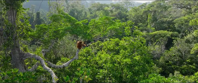 download secret lives of orangutans (2024) nf web-dl dual audio {hindi-english} 480p [270mb] | 720p [720mb] | 1080p [4.3gb]