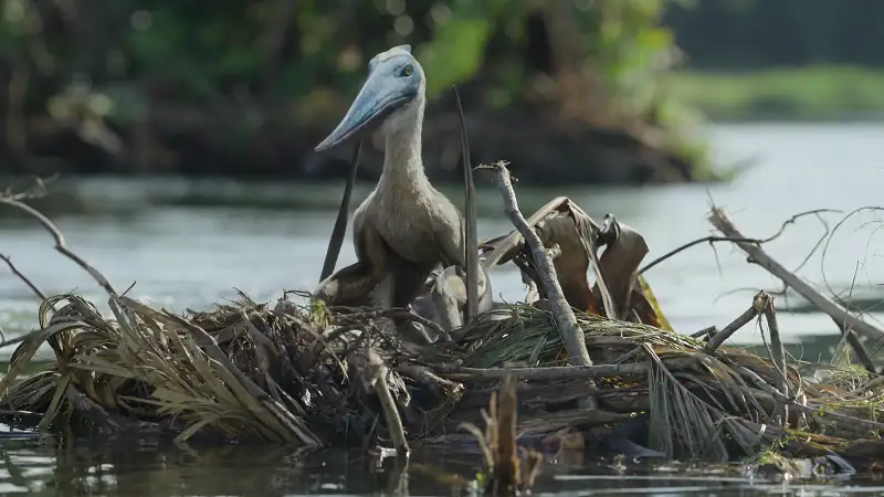 download prehistoric planet (season 1-2) complete appletv+ original english web series 720p | 1080p web-dl