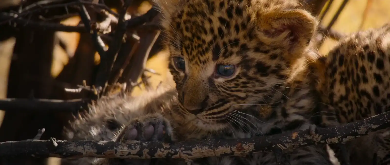 download living with leopards (2024) {english with subtitles} full movie web-dl 480p [200mb] | 720p [570mb] | 1080p [1.3gb]