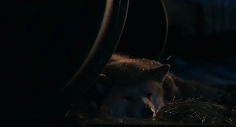 download hachi: a dog's tale (2009) bluray {english with subtitles} full movie 480p [300mb] | 720p [900mb] | 1080p [2.6gb]