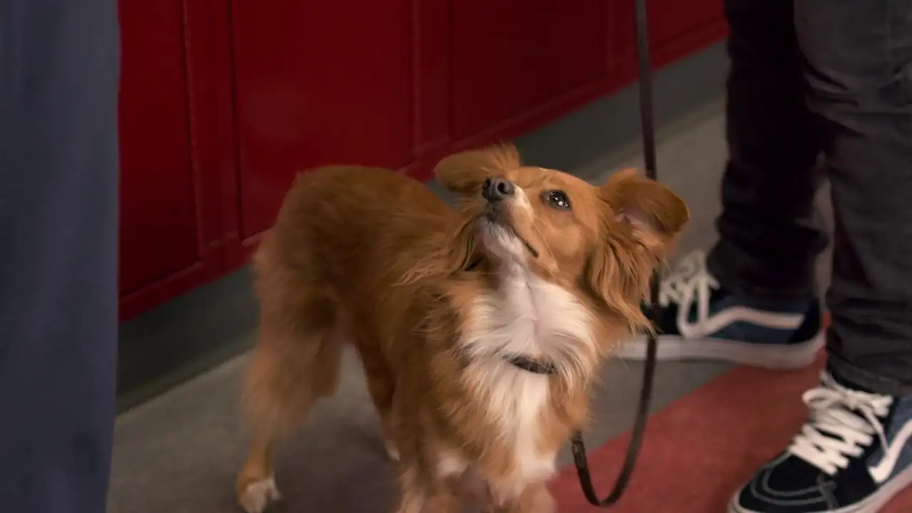 download the healing powers of dude (season 1) in hindi dubbed complete netflix web series 720p hd download the healing powers of dude (season 1) in hindi dubbed complete netflix web series 720p hd