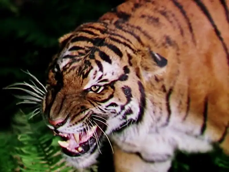 download jungle book (1942) dual audio {hindi-english} 480p [350mb] | 720p [1gb]