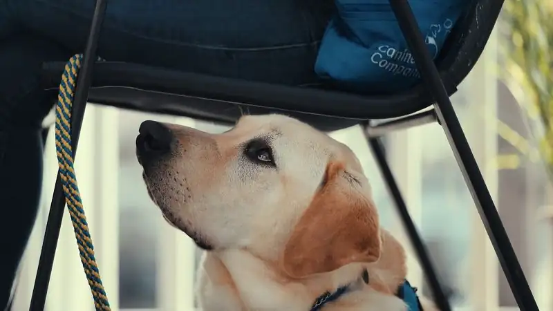 download inside the mind of a dog (2024) web-dl dual audio {hindi-english} 480p [250mb] | 720p [690mb] | 1080p [1.6gb]