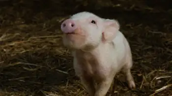 download charlottes web (2006) dual audio [hindi + english] web-dl 480p [350mb] | 720p [850mb] | 1080p [1.8gb]