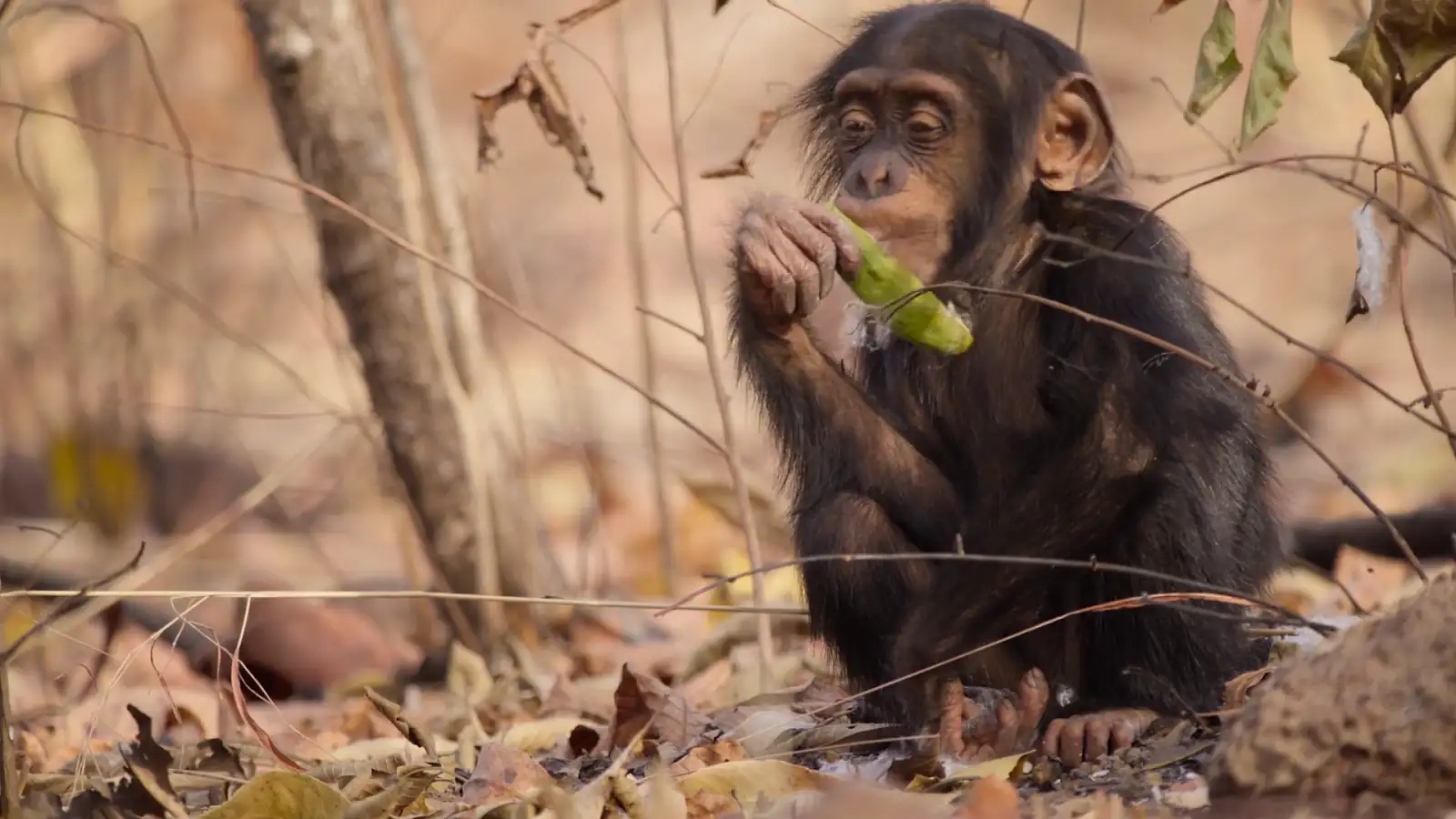 Download Our Living World (Season 1) Dual Audio {Hindi ORG. + English} 480p | 720p | 1080p screenshot 2