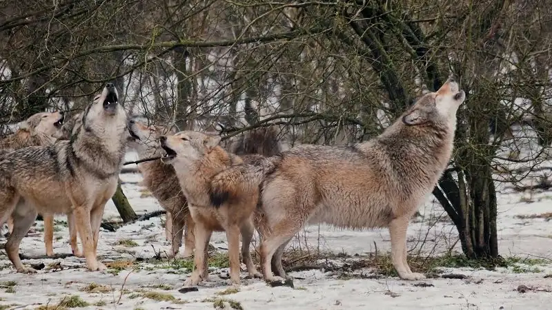 download inside the mind of a dog (2024) web-dl dual audio {hindi-english} 480p [250mb] | 720p [690mb] | 1080p [1.6gb]