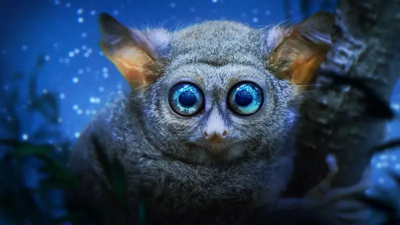 download earth at night in color (season 1 - 2) complete dual-audio {hindi-english} apple tv+ original 1080p | 720p web-dl download earth at night in color (season 1 - 2) complete dual-audio {hindi-english} apple tv+ original 1080p | 720p web-dl