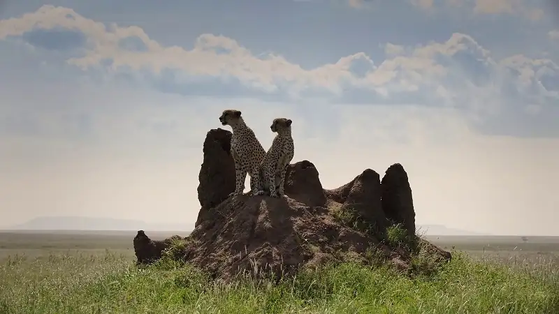 download predators - netflix original (2023) season 1 complete dual audio {hindi-english} 720p | 1080p web-dl download predators - netflix original (2023) season 1 complete dual audio {hindi-english} 720p | 1080p web-dl