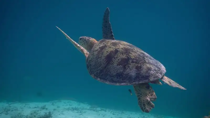 download secret world of sound with david attenborough - s01 (2024) dual audio {hindi-english} web-series 720p & 1080p web-dl