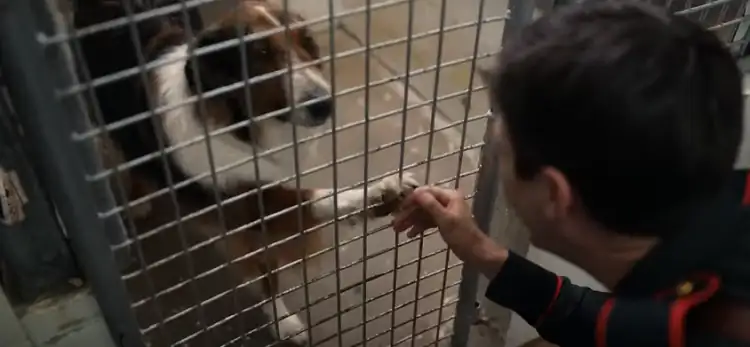 download rescued by ruby - netflix original (2022) dual audio {hindi-english} 480p [400mb] | 720p [1gb] | 1080p [2gb]