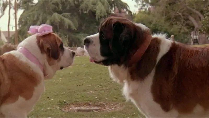 download beethoven's 2nd (1993) bluray dual audio {hindi-english} 480p [220mb] | 720p [940mb] | 1080p [1.8gb]