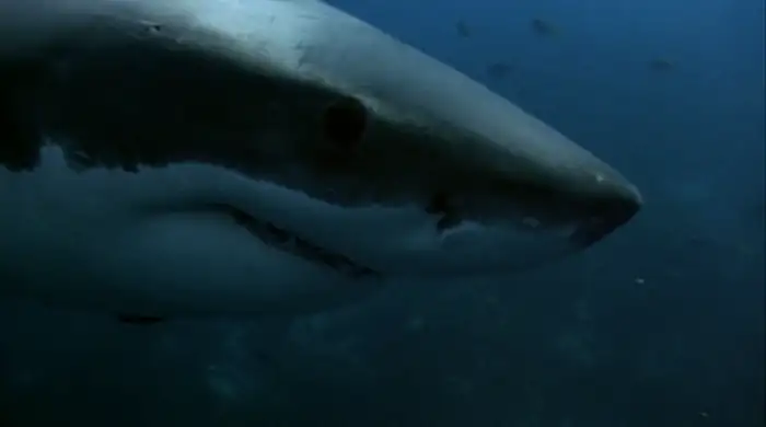 download shark attack 2 (2000) dual audio {hindi-english} 480p [350mb] | 720p [1gb] | 1080p [1.6gb]