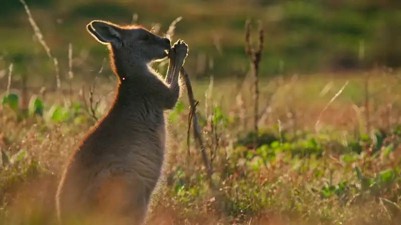 download kangaroo valley (2022) dual audio {hindi-english} 480p [250mb] | 720p [700mb] | 1080p [1.6gb]