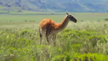 download our great national parks (season 1) dual audio [hindi-english] complete netflix web series 480p [800mb] | 720p [1.5gb]