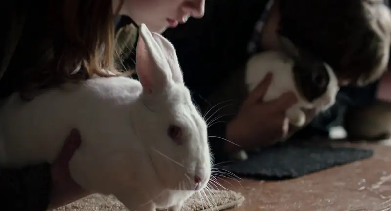 download leave no trace (2018) dual audio [hindi + english] web-dl 480p [350mb] | 720p [1gb] | 1080p [2.3gb]