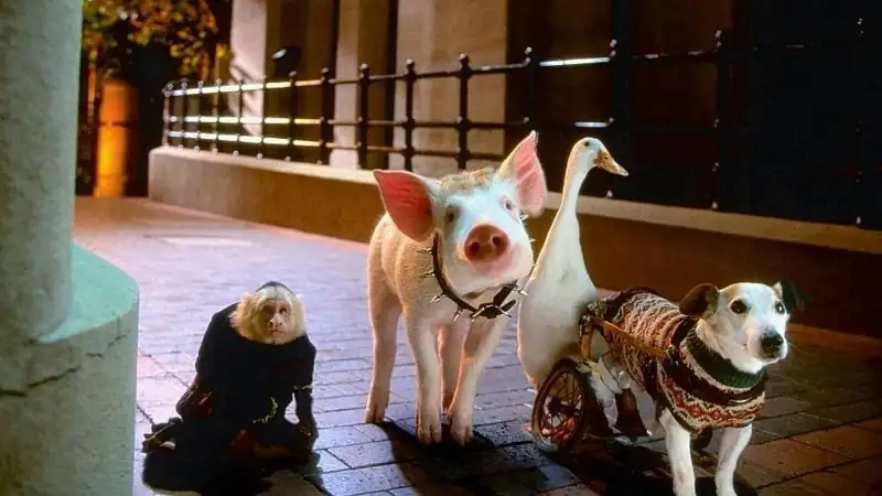 download babe pig in the city (1988) bluray dual audio {hindi-english} 480p [330mb] | 720p [920mb] | 1080p [2gb]