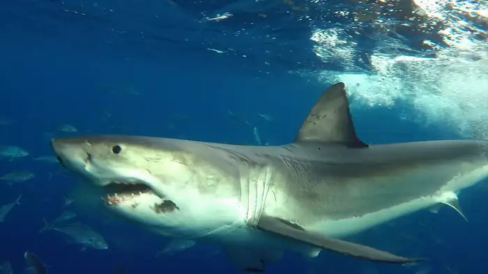 download shark beach with chris hemsworth (2021) dual audio {hindi-english} 720p [250mb] hevc hdrip