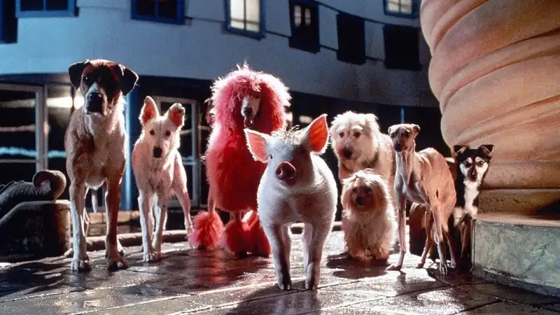 download babe pig in the city (1988) bluray dual audio {hindi-english} 480p [330mb] | 720p [920mb] | 1080p [2gb]