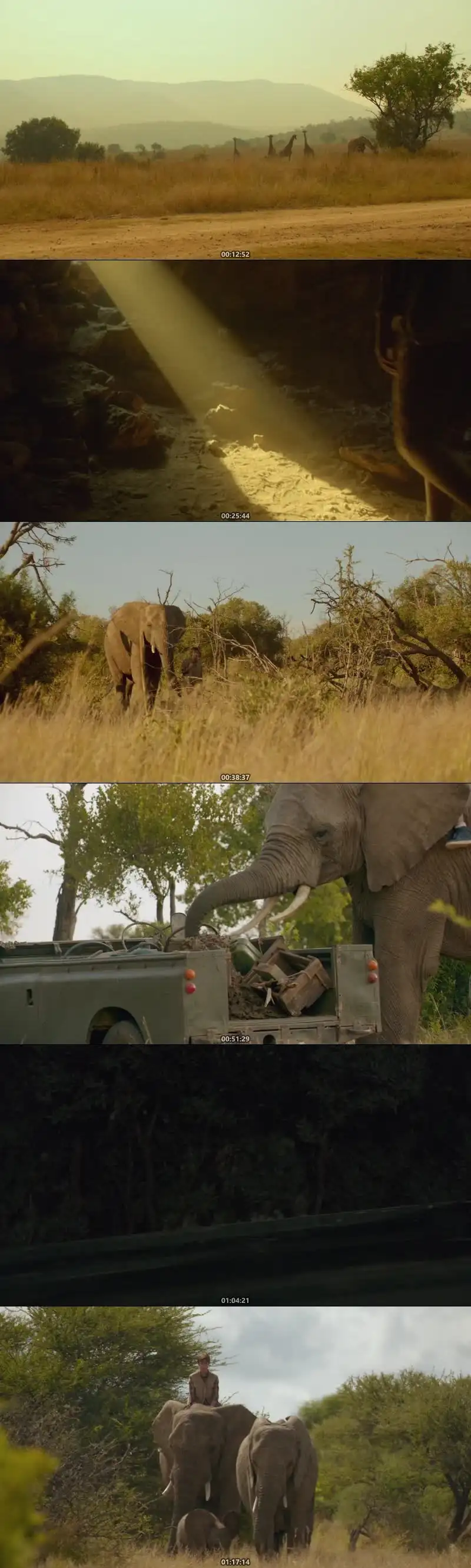 download an elephant's journey (2017) dual audio {hindi-english} 480p [300mb] | 720p [850mb] | 1080p [1.6gb]